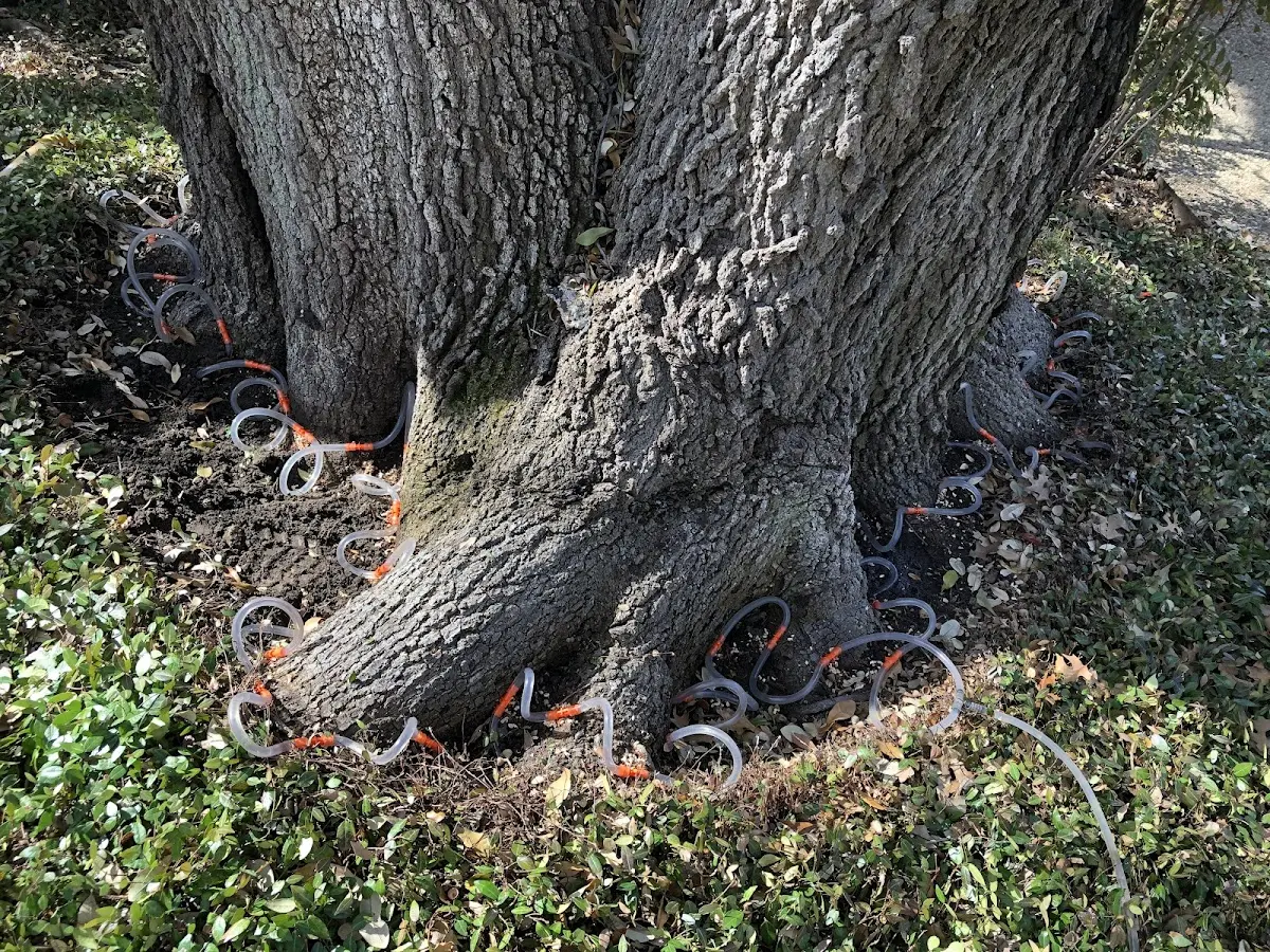 Detailed Tree Cabling and Bracing job site in Pottersdale